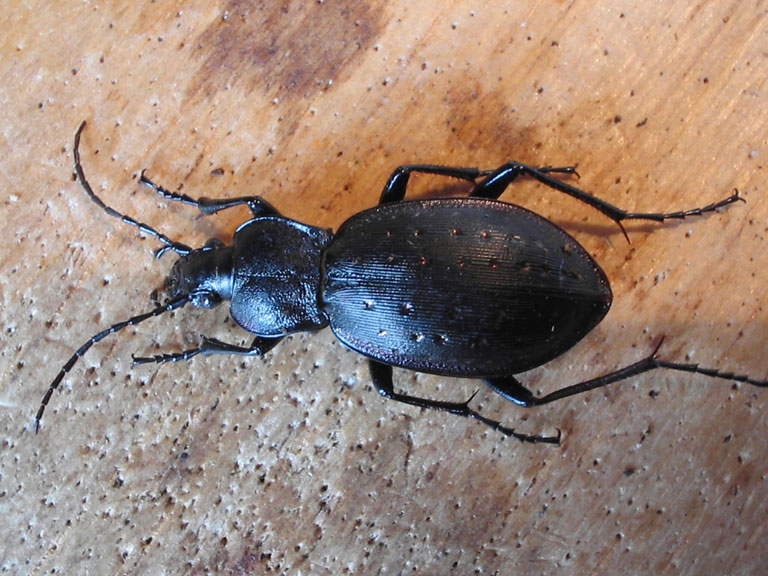 Carabus_hortensis.jpg