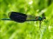 calopteryx_s_m.jpg